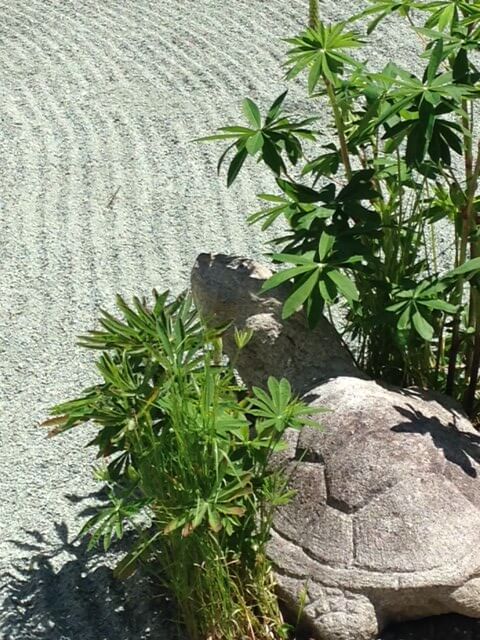 Old Japanese turtle