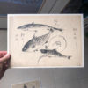 Four Antique "Fish" Hand Painted Sumi Ink Original Drawings