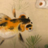 Hand Painted "THREE GOLD FISH" Silk Painting