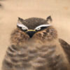 Japan Horned Owl Signed Silk Scroll
