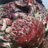 Tall "Feisty Sea Crab" Planter Pot