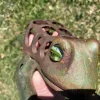 Japan Big Hand Painted Leaping Frog Lantern, Original Glass Eyes