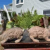 Rare Pair Antique Furry Garden Rabbits Usagi With fine Details