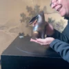 Japanese Old Tall Smooth Floppy Ear Moon Gazing Rabbit