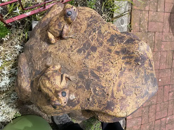 Japanese Giant Old Garden Frog and Family