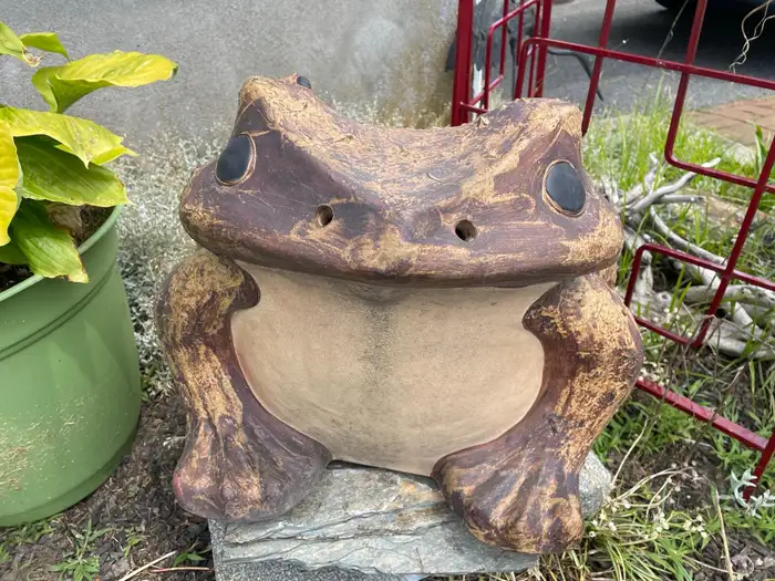 Japanese Giant Old Garden Frog and Family