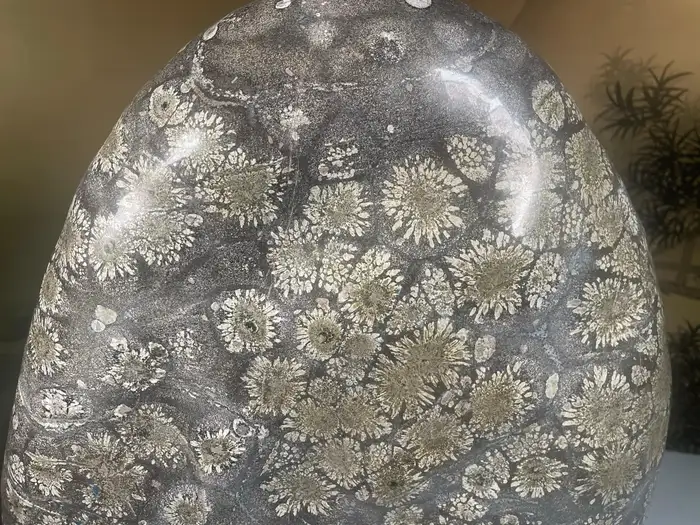 Japan Tall Starry Nights Chrysanthemum Stone Scholar Rock