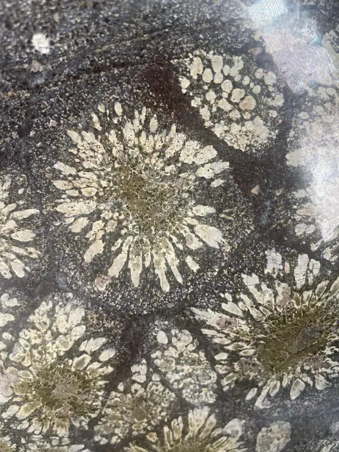 Japan Tall Starry Nights Chrysanthemum Stone Scholar Rock