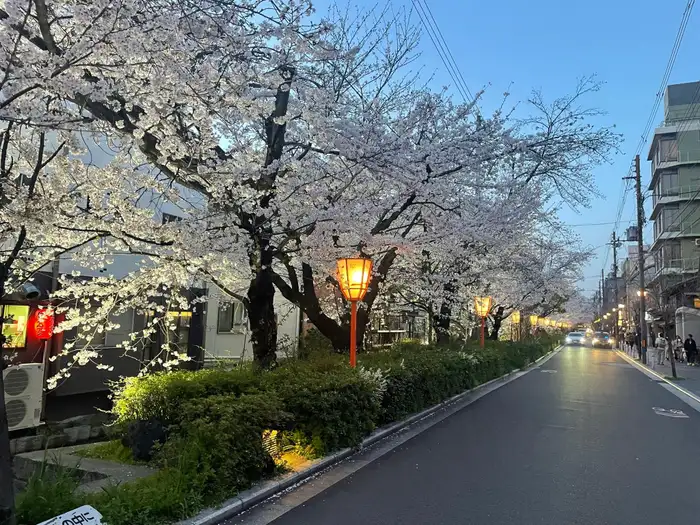 Blossoming trees line street in Japan